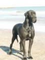 /album/prim-s-herman-s-ti-s-u-otros-parientes/brutus-playa-jpg/